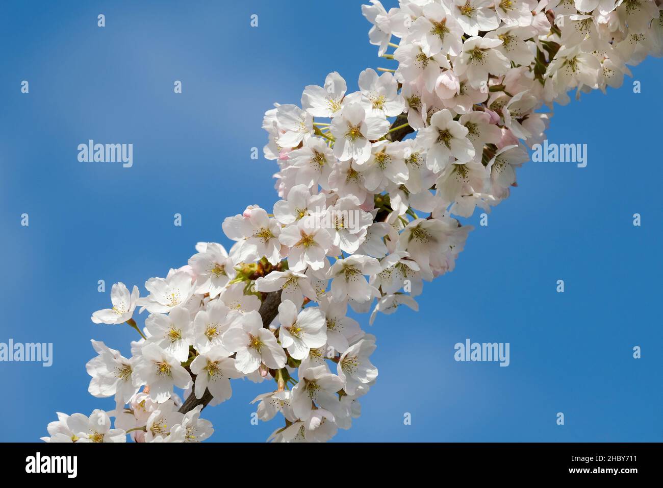 Prunus × yedoensis 'Somei-Yoshino'. yoshino cherry, Hybrid cherry. Cherry blossom, spring Stock Photo