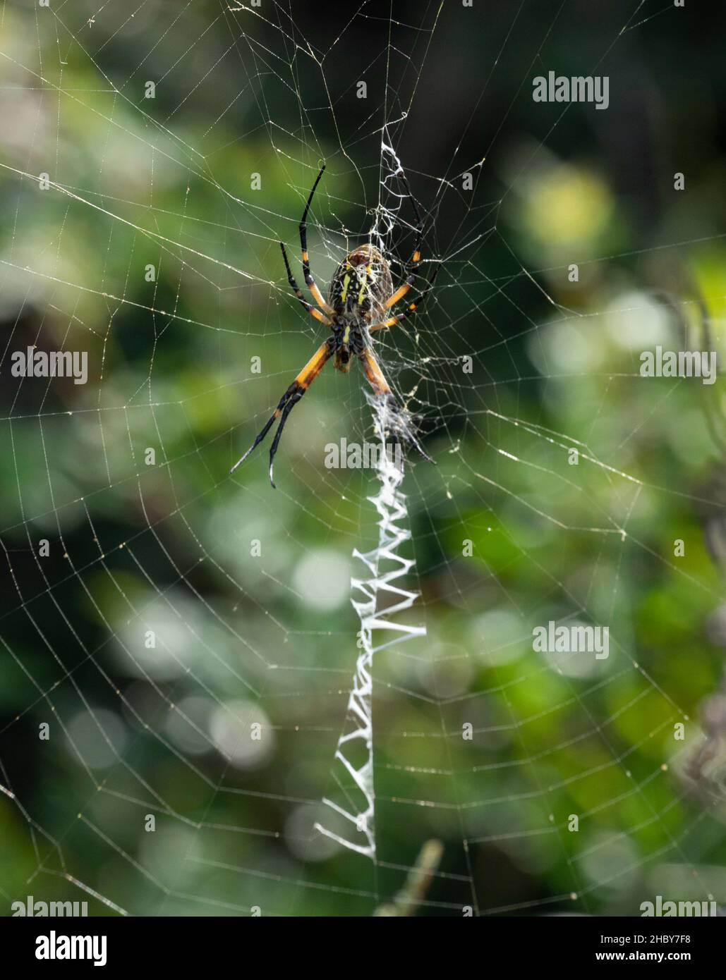 A vertical closeup of the yellow garden spider on the cobweb. Argiope ...