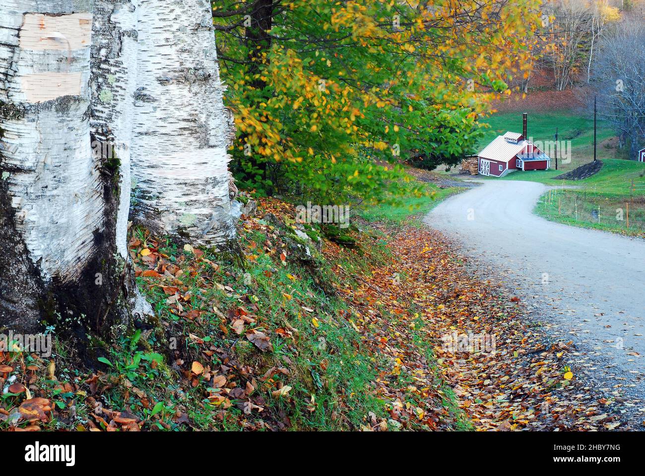 Fall autumn vermont maple tree hi-res stock photography and images - Alamy