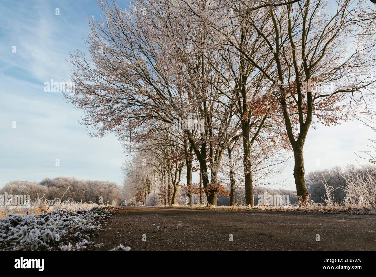 Rural road with frosty trees near Petershagen in East-Westphalia, Germany. Stock Photo
