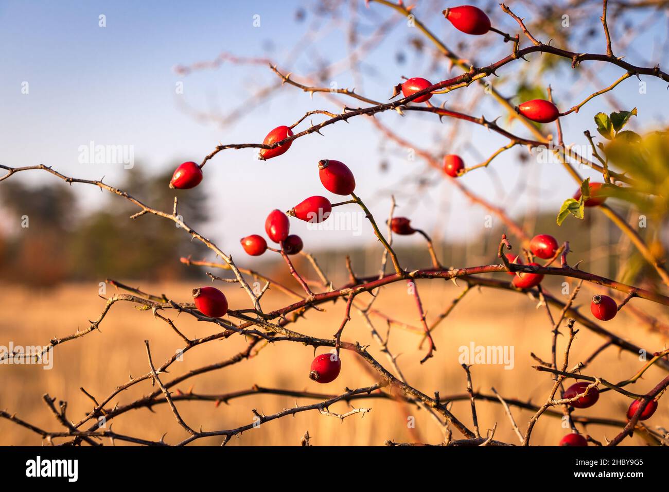 Rose hip bush hi-res stock photography and images - Alamy