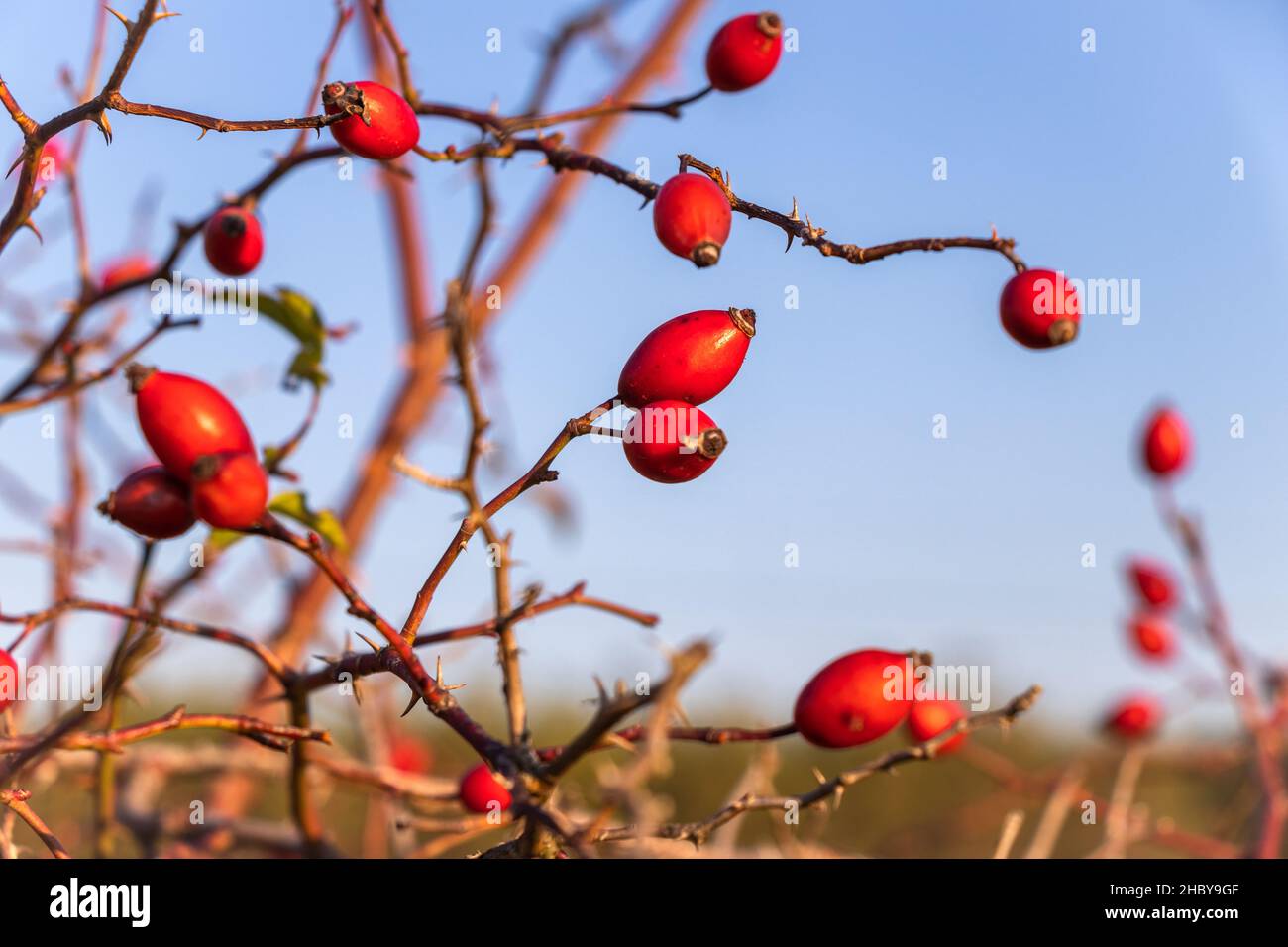 Rose Hip Bush High Resolution Stock Photography and Images - Alamy