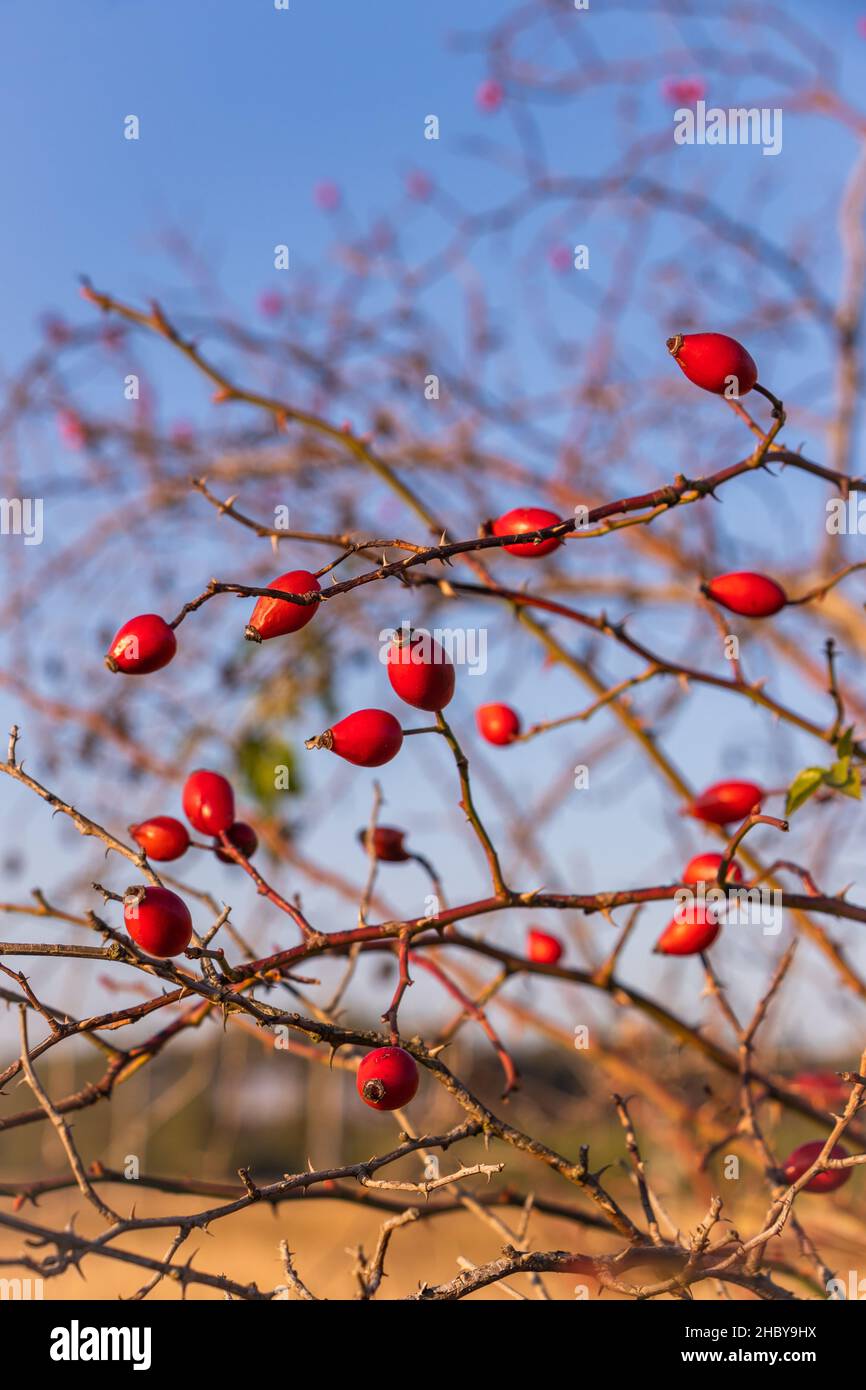 Rose Hip Bush High Resolution Stock Photography and Images - Alamy