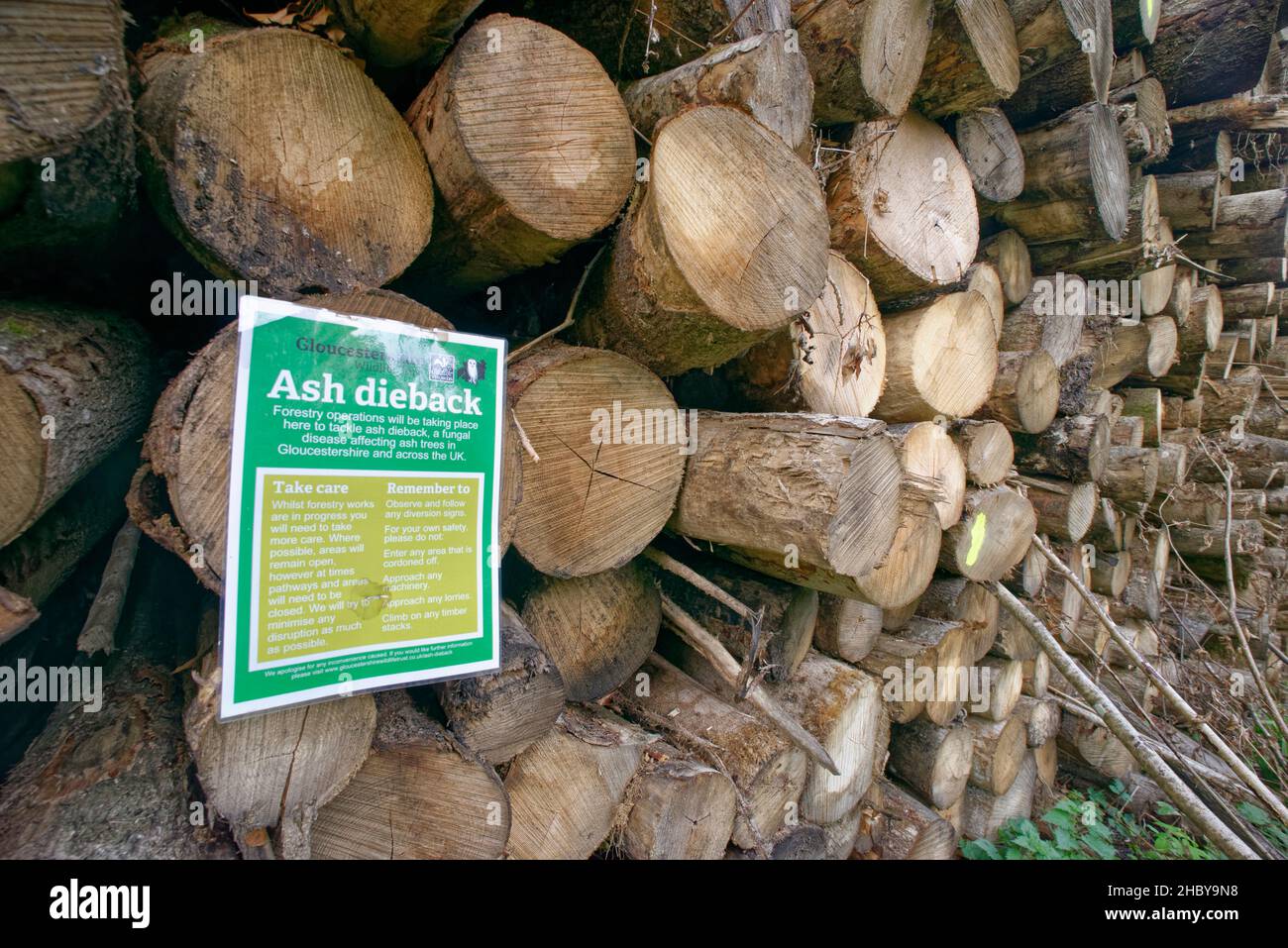 Stack of Ash (Fraxinus excelsior) trunks from trees killed by Ash dieback disease (Hymenoscypus fraxineus), felled during woodland management work wit Stock Photo