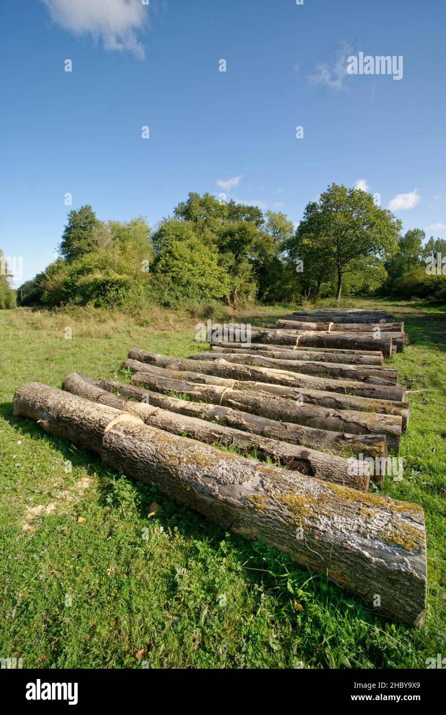 Row of Ash (Fraxinus excelsior) trunks from trees killed by Ash dieback disease (Hymenoscypus fraxineus), felled during woodland management work, Glos. Stock Photo