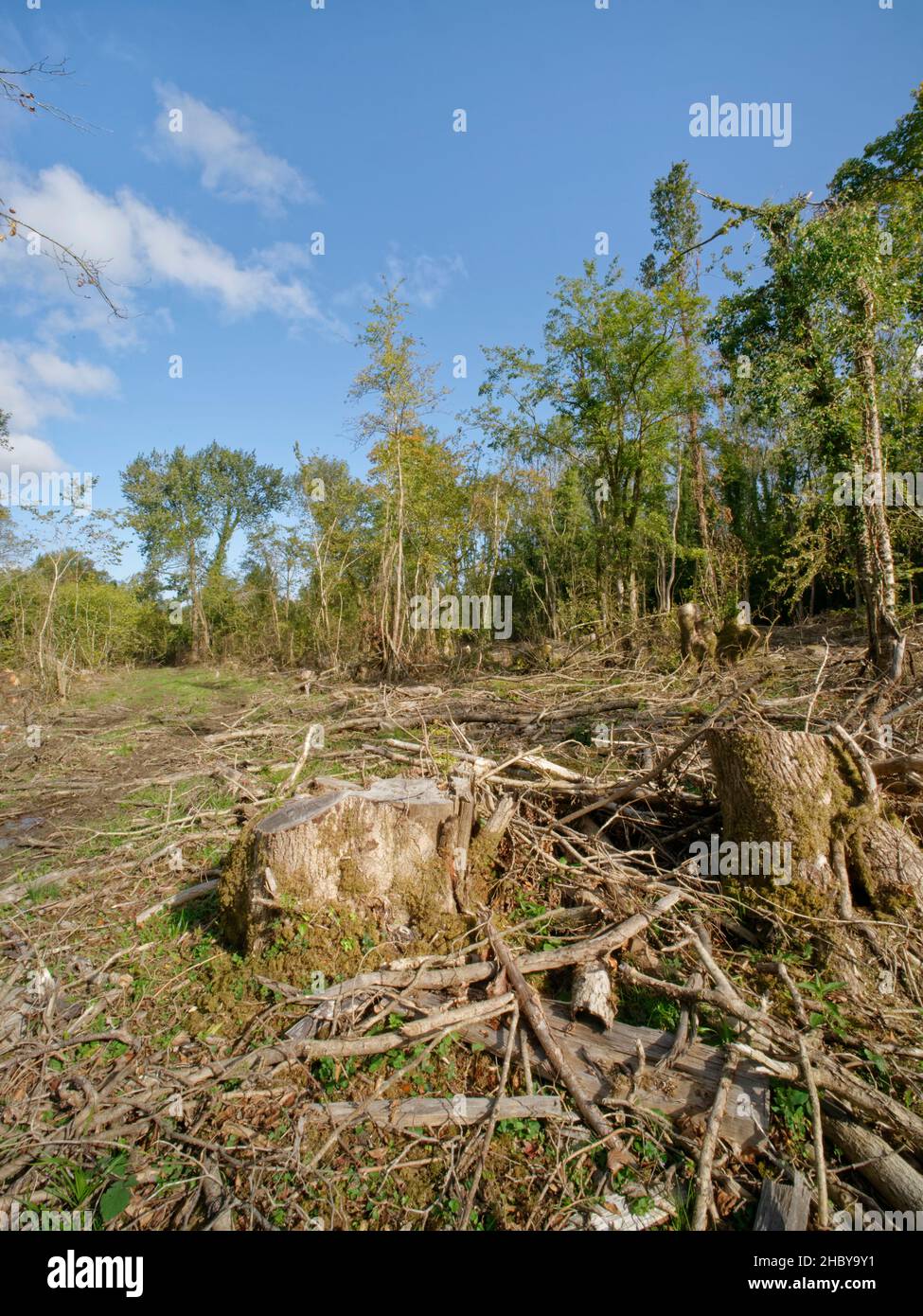Ash trees (Fraxinus excelsior) killed by Ash dieback disease (Hymenoscypus fraxineus) felled during major woodland management work, Lower Woods, Glos. Stock Photo