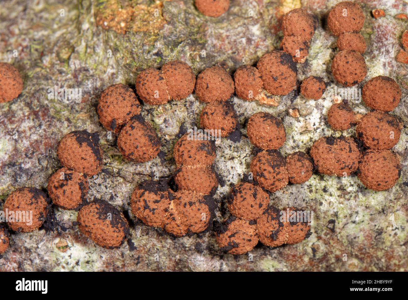 Red cushion Hypoxylon / Beech woodwart (Hypoxylon fragiforme) growing on rotten Beech (Fagus sylvatica) log producing black spores, Gloucestershire UK Stock Photo