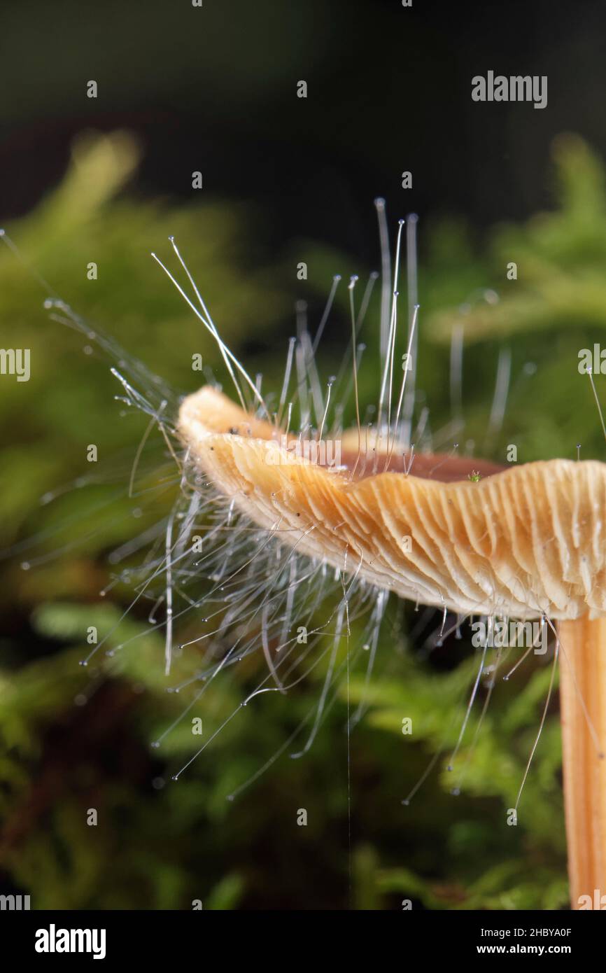Bonnet Pin mould (Spinellus fusiger) growing from the cap of a Russet toughshank (Gymnopus dryophilus) mushroom, Gloucestershire, UK, October. Stock Photo