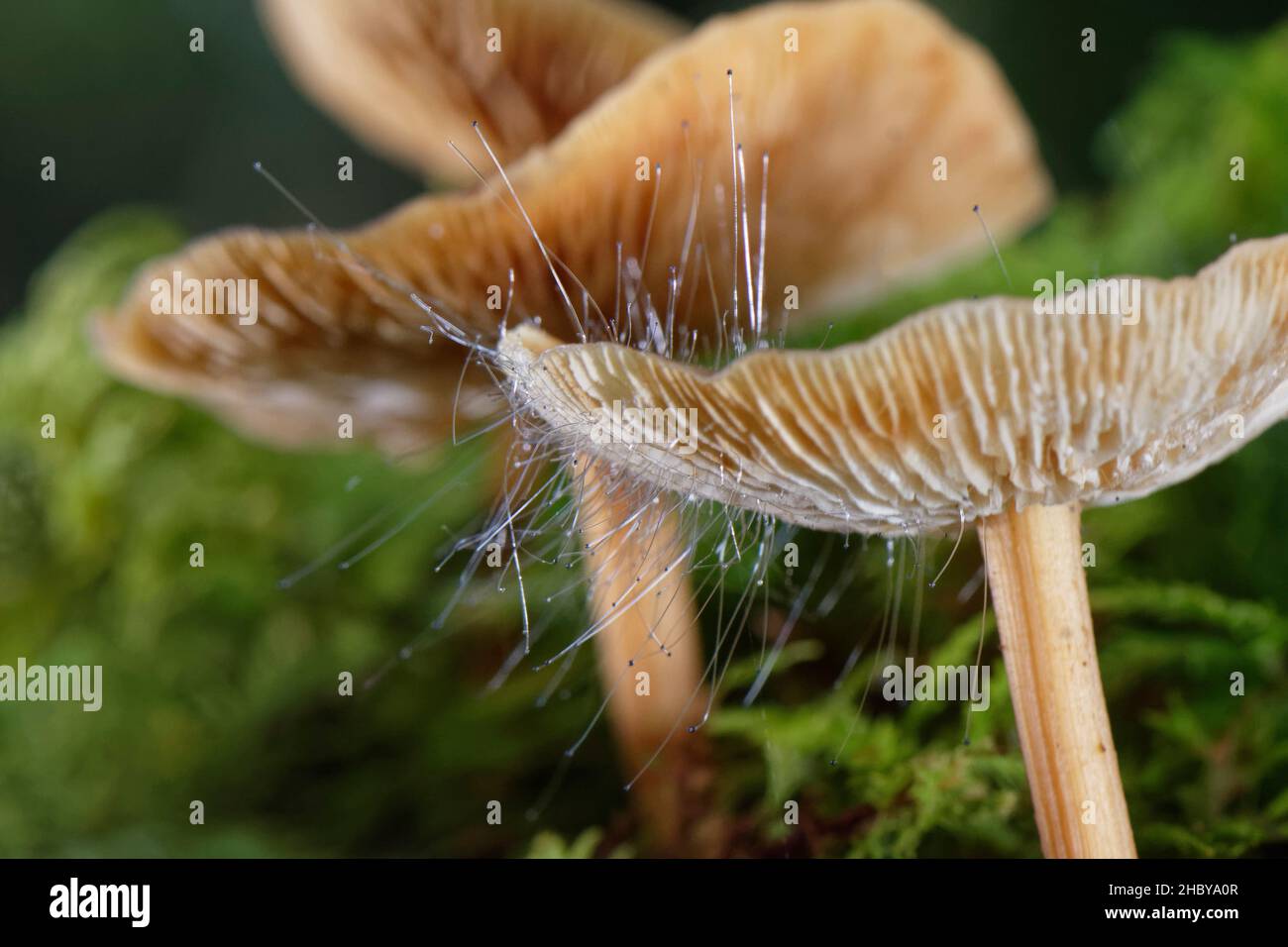 Bonnet Pin mould (Spinellus fusiger) growing from the cap of a Russet toughshank (Gymnopus dryophilus) mushroom, Gloucestershire, UK, October. Stock Photo