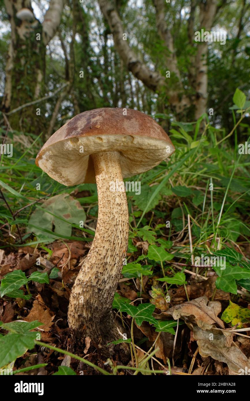 Brown birch bolete (Leccinum scabrum) mushroom growing in deciduous woodland leaf litter, Kenfig NNR, Glamorgan, Wales, UK, October. Stock Photo