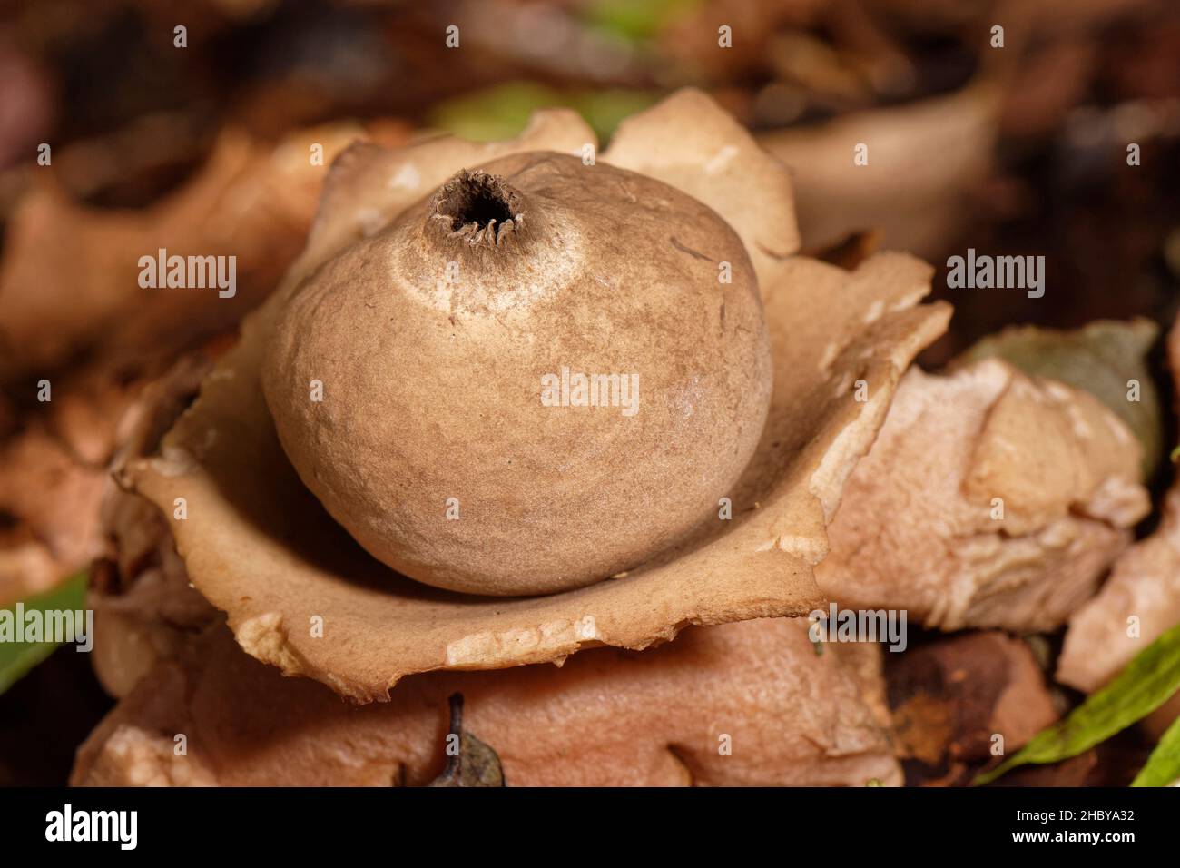 Collared earthstar (Geastrum triplex) among Beech woodland leaf litter, with the spore bag sitting atop the “collar” left by its peeled back rays, Bu Stock Photo