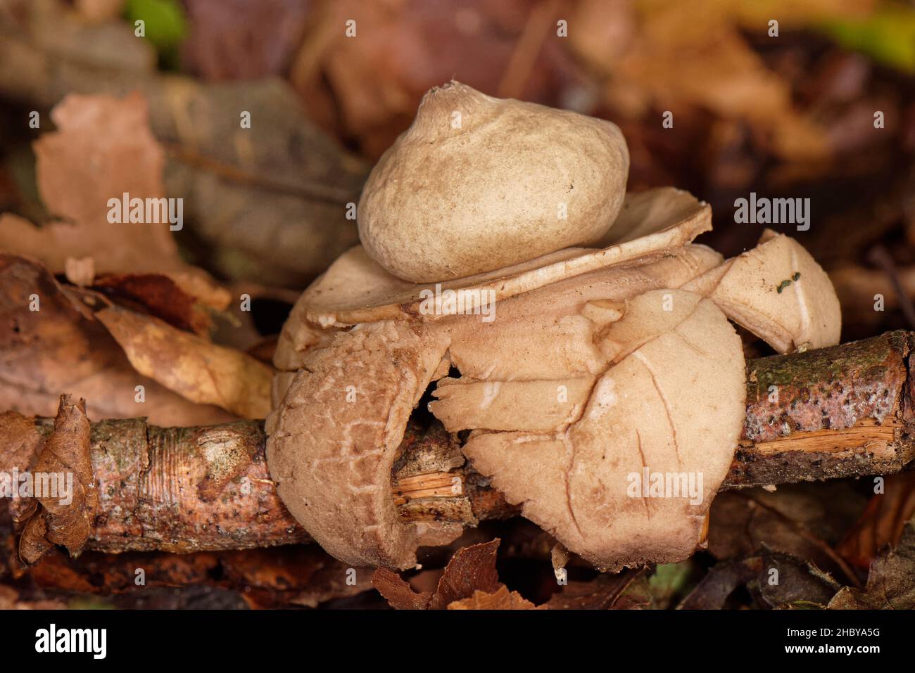 Collared earthstar (Geastrum triplex) with curled back rays gripping a fallen stick among Beech woodland leaf litter, Gloucestershire, UK, October. Stock Photo