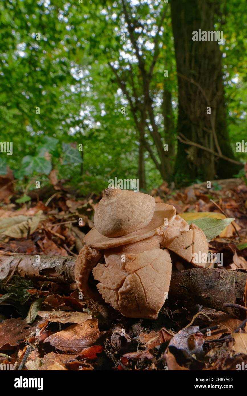 Collared earthstar (Geastrum triplex) among Beech woodland leaf litter, with the spore bag sitting atop the “collar” left by its peeled back rays, UK Stock Photo