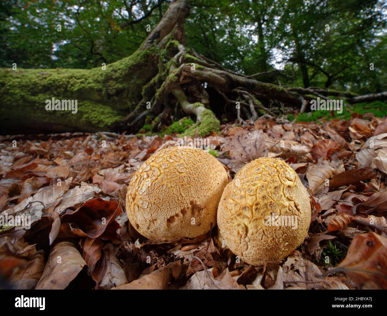 Common earthball / Pigskin poison puffballs (Scleroderma citrinum) on woodland floor leaf litter in ancient Beech woodland, New Forest, Hampshire, UK Stock Photo