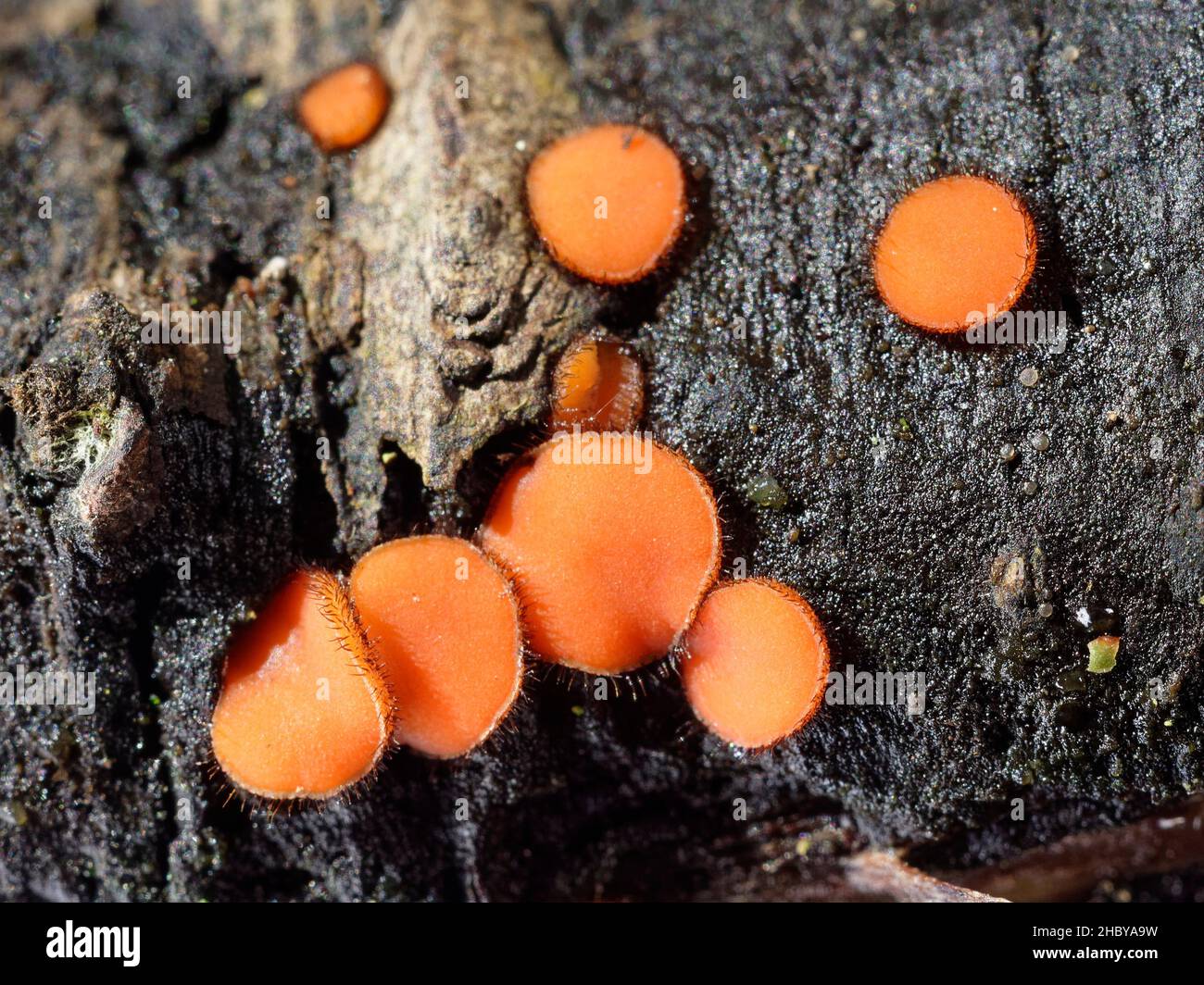 Eyelash fungus (Scutellinia cf. scutellata) growing on a rotten log in damp deciduous woodland, Kenfig NNR, Glamorgan, Wales, UK, October. Stock Photo