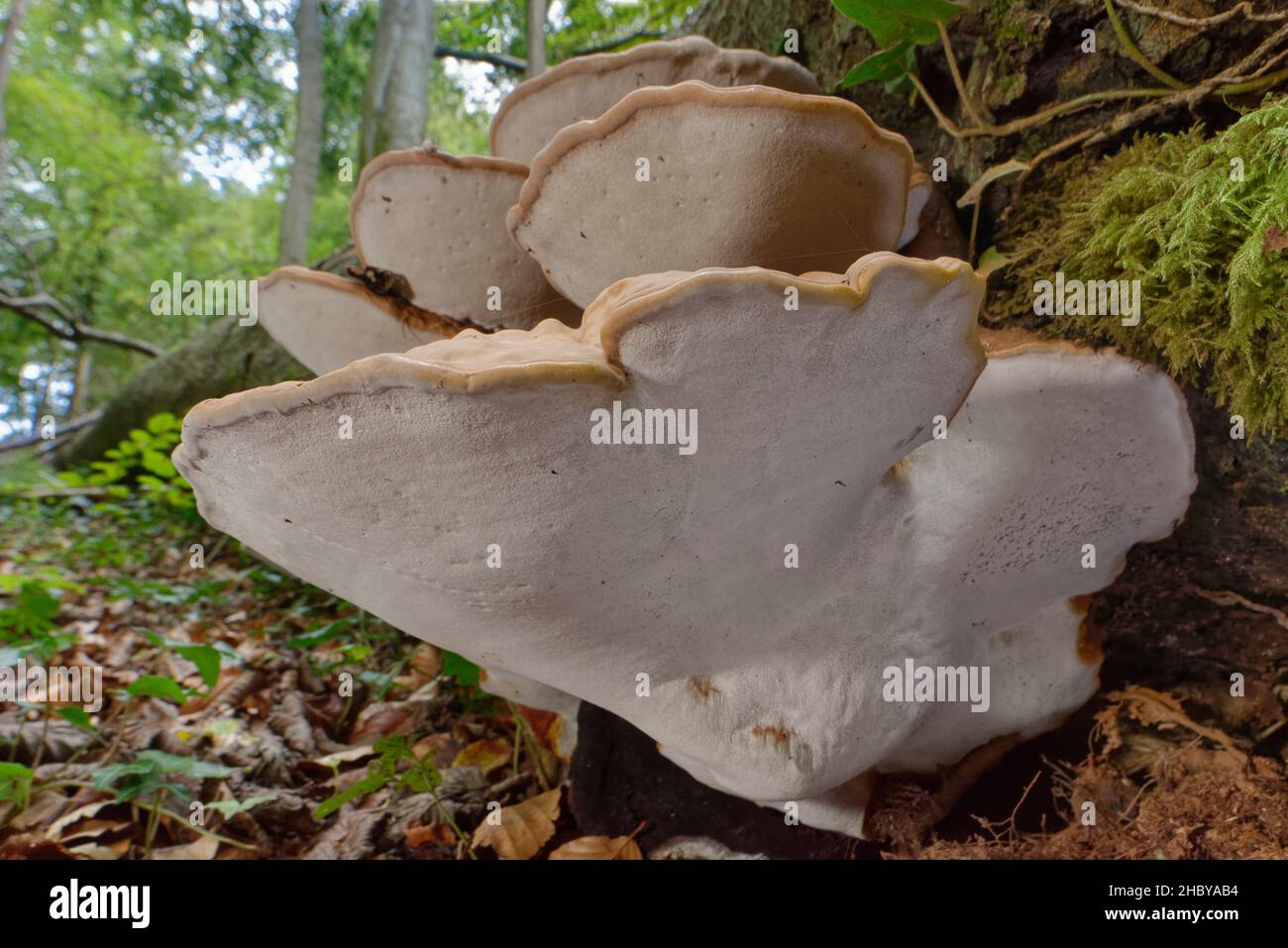 Giant elm bracket fungi (Rigidoporus ulmarius) group growing on a rotting, fallen Beech (Fagus sylvatica) trunk in woodland, Gloucestershire, UK. Stock Photo