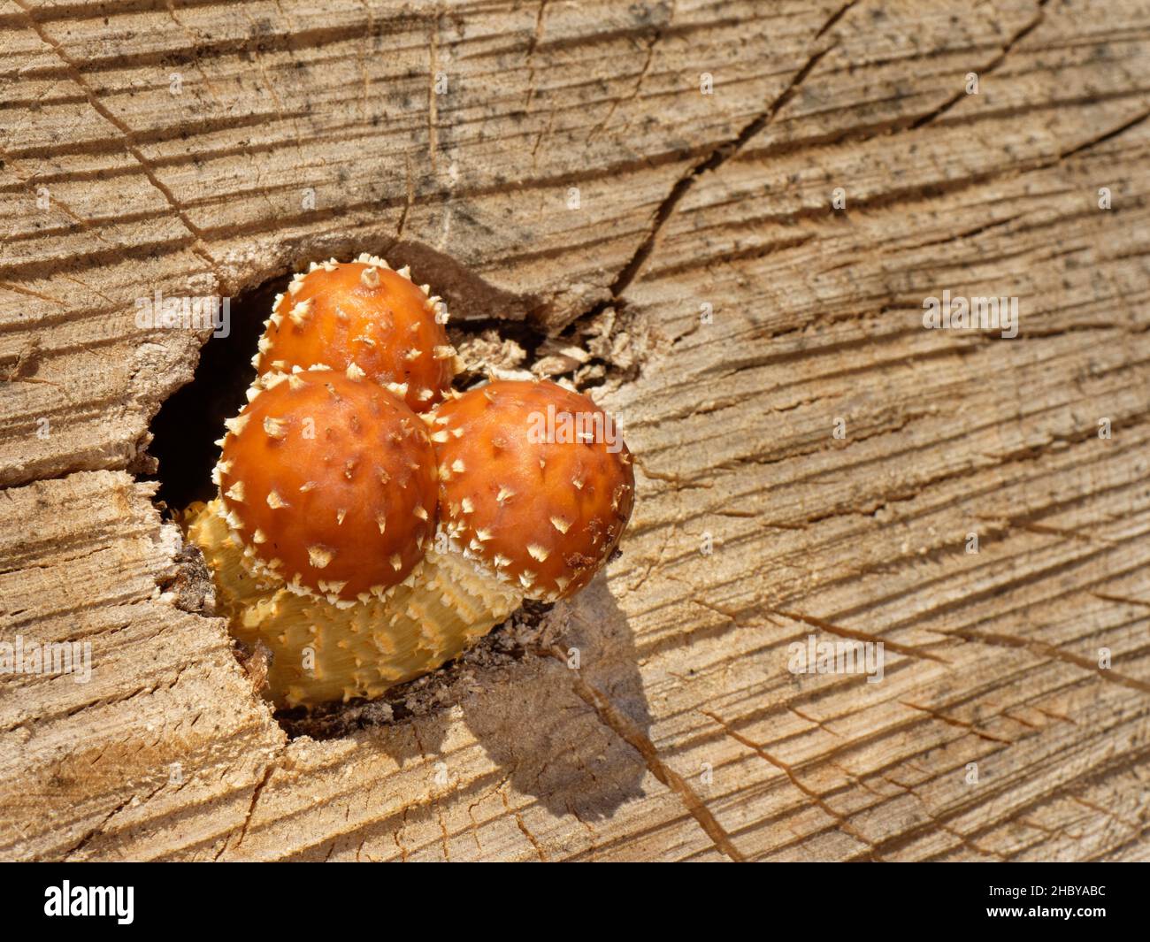 Golden scalycap (Pholiota aurivella) mushrooms growing from felled Ash tree (Fraxinus excelsior) trunk stacked in a woodland ride, Gloucestershire, UK Stock Photo