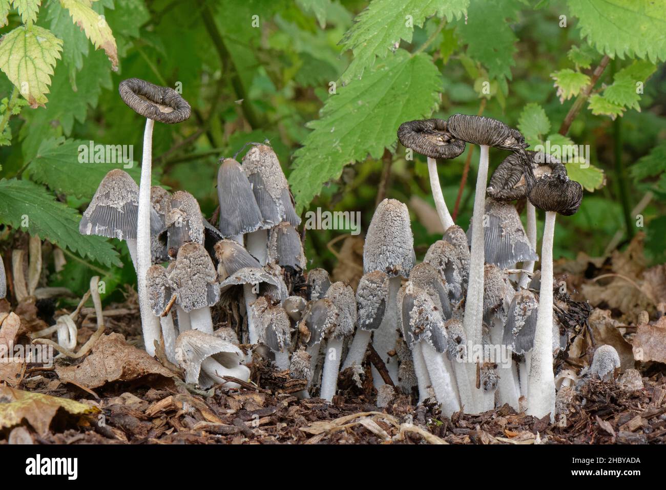 Hare’s foot Inkcap (Coprinus lagopus) clump in deciduous woodland, Merthyr Mawr, Wales, UK, October. Stock Photo