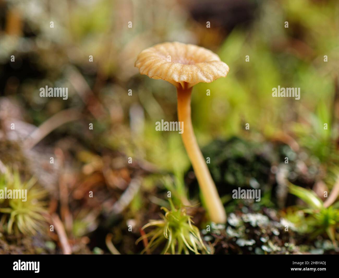 Heath navel (Lichenomphalia umbellifera), an unusual lichen that produces a gilled mushroom to release spores, growing on forest floor, New Forest, UK Stock Photo