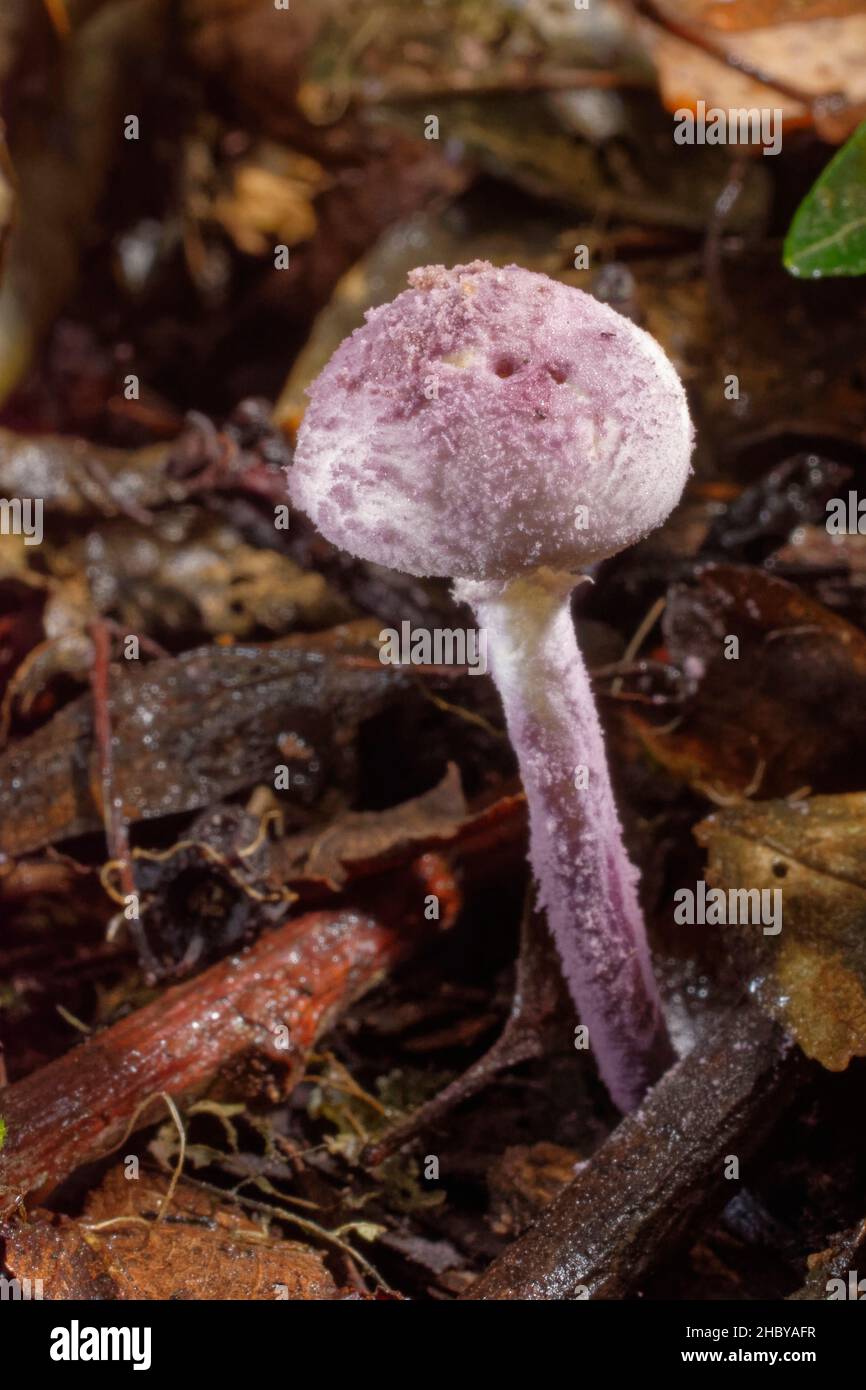 Lilac dapperling mushroom (Cystolepiota bucknallii) emerging from leaf litter in deciduous woodland, Wiltshire, UK, October. Stock Photo