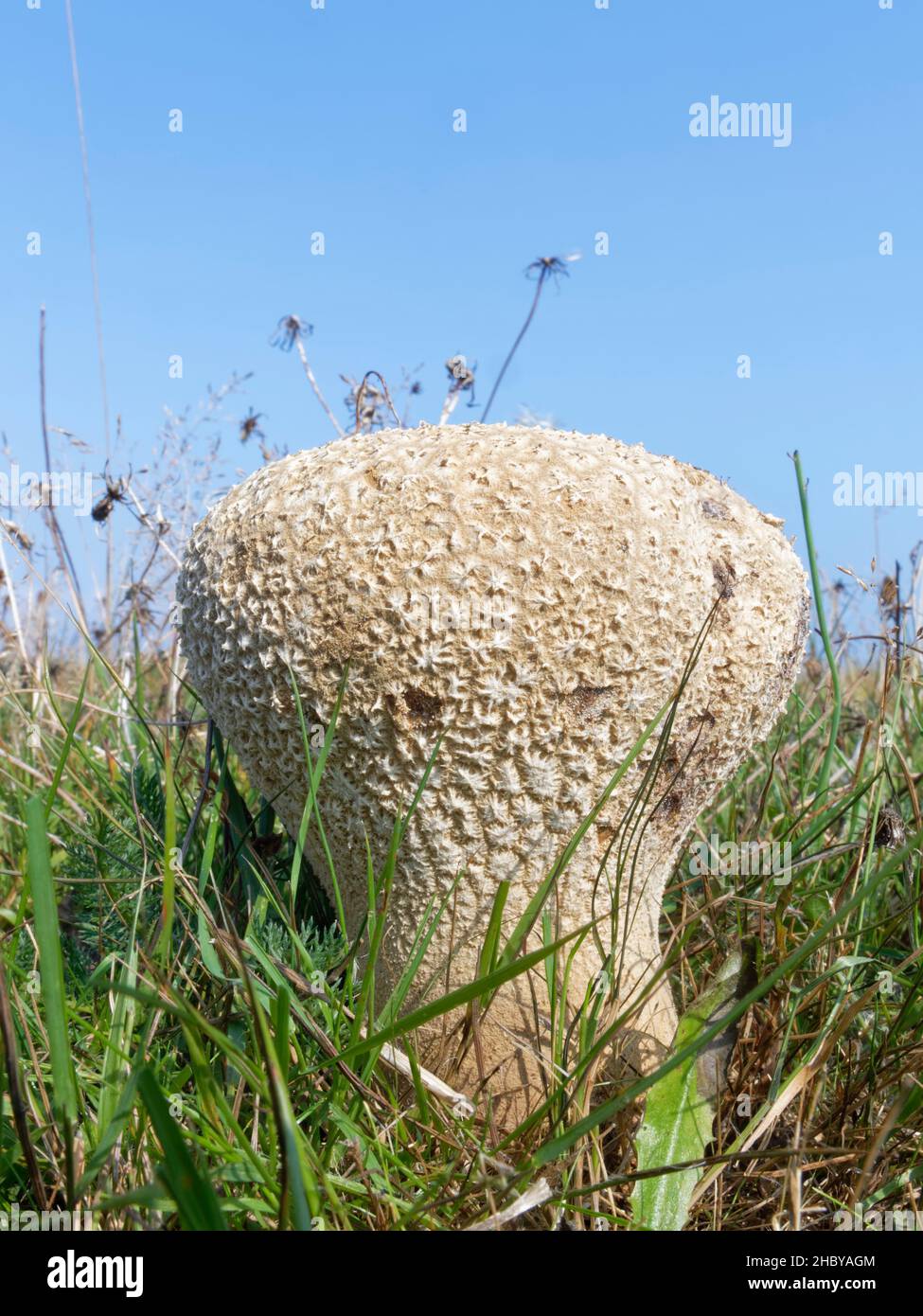 Mosaic puffball (Handkea utriformis / Lycoperdon utriforme) growing on permanent pasture grassland, Studland, Dorset, UK, September. Stock Photo