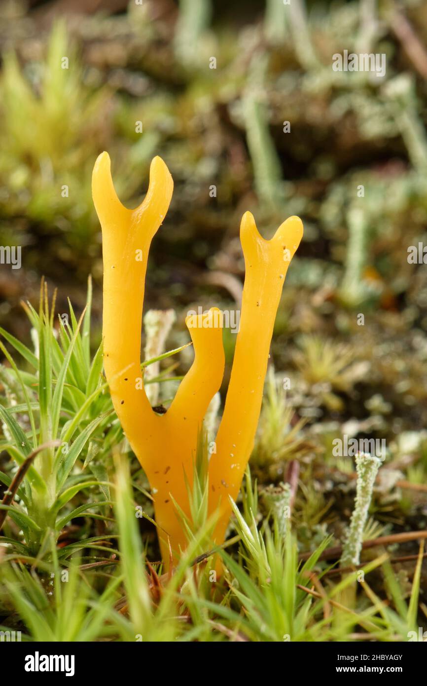 Yellow stagshorn fungus (Calocera viscosa) growing on forest floor below conifers among mosses and lichens, Bolderwood, New Forest, Hampshire, UK. Stock Photo
