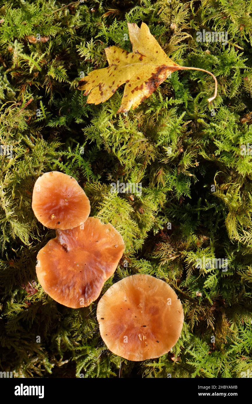 Russet toughshank (Gymnopus dryophilus) mushrooms emerging from a rotting log, GWT Lower Woods reserve, Gloucestershire, UK, October. Stock Photo