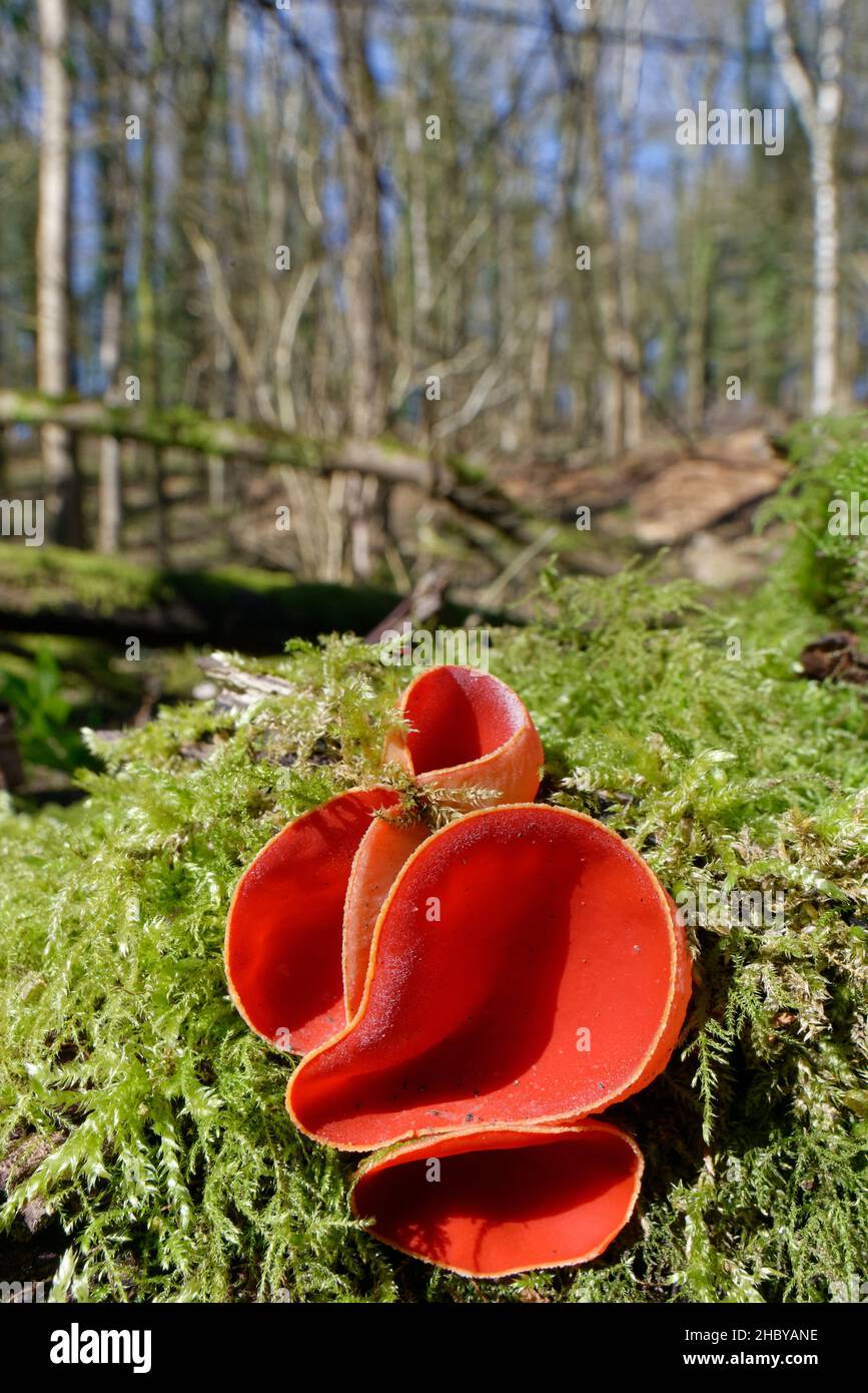 Ruby / Scarlet elf cup fungi (Sarcoscypha coccineae / austriaca) growing on a rotten mossy log among leaf litter in deciduous woodland, Wiltshire, UK Stock Photo