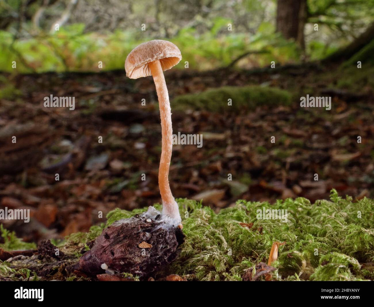 Scurfy twiglet fungus (Tubaria furfuracea) growing from Beech mast (Fagus sylvaticus) on woodland floor, New Forest, Hampshire, UK, October. Stock Photo