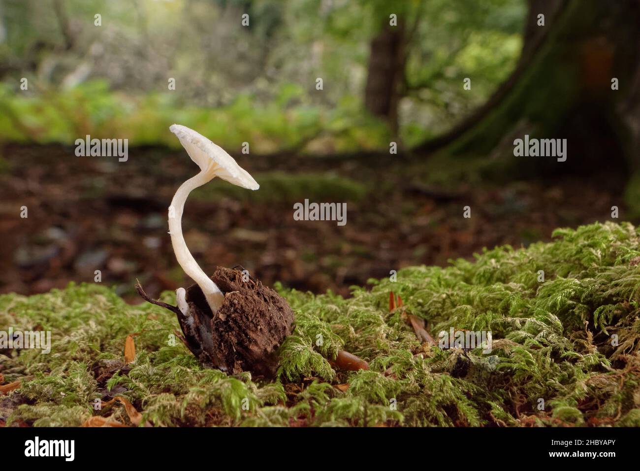 Scurfy twiglet fungus (Tubaria furfuracea) pale buff form growing from Beech mast (Fagus sylvaticus) on mossy woodland floor, New Forest, Hampshire UK Stock Photo