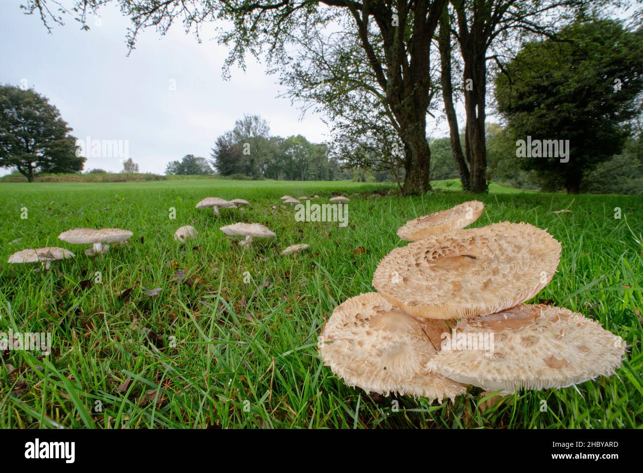 Shaggy Parasol (Chlorophyllum rhacodes) mushrooms growing in a large fairy ring on the margins of a golf course, Wiltshire, UK, October. Stock Photo