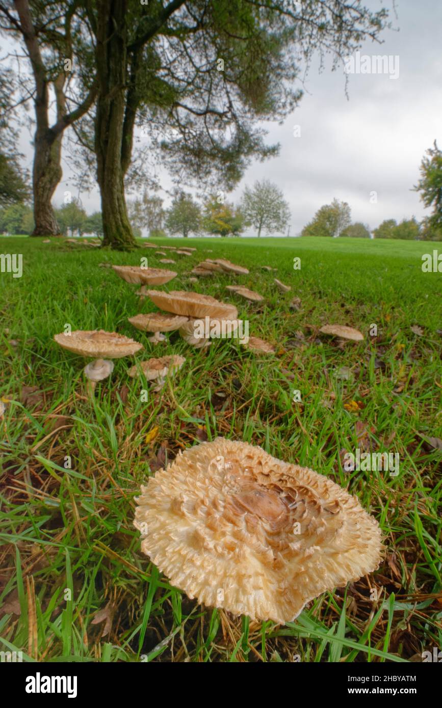 Shaggy Parasol (Chlorophyllum rhacodes) mushrooms growing in a large fairy ring on the margins of a golf course, Wiltshire, UK, October. Stock Photo