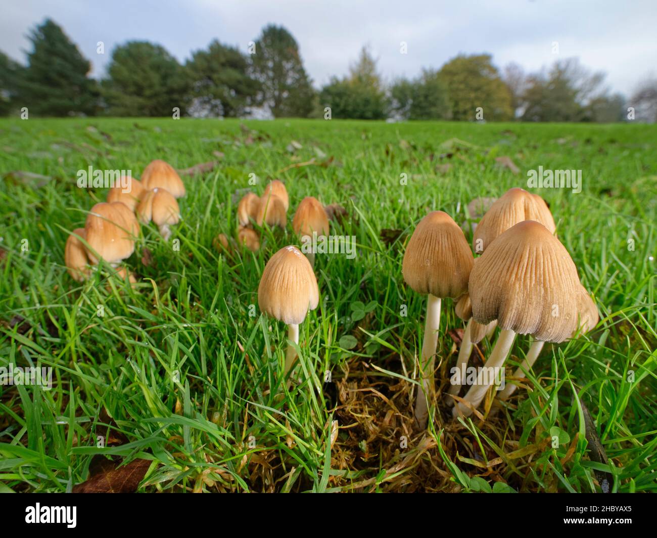 Glistening inkcap (Coprinellus / Coprinus miceus) clump growing on the margins of a golf course, Wiltshire, UK, October. Stock Photo