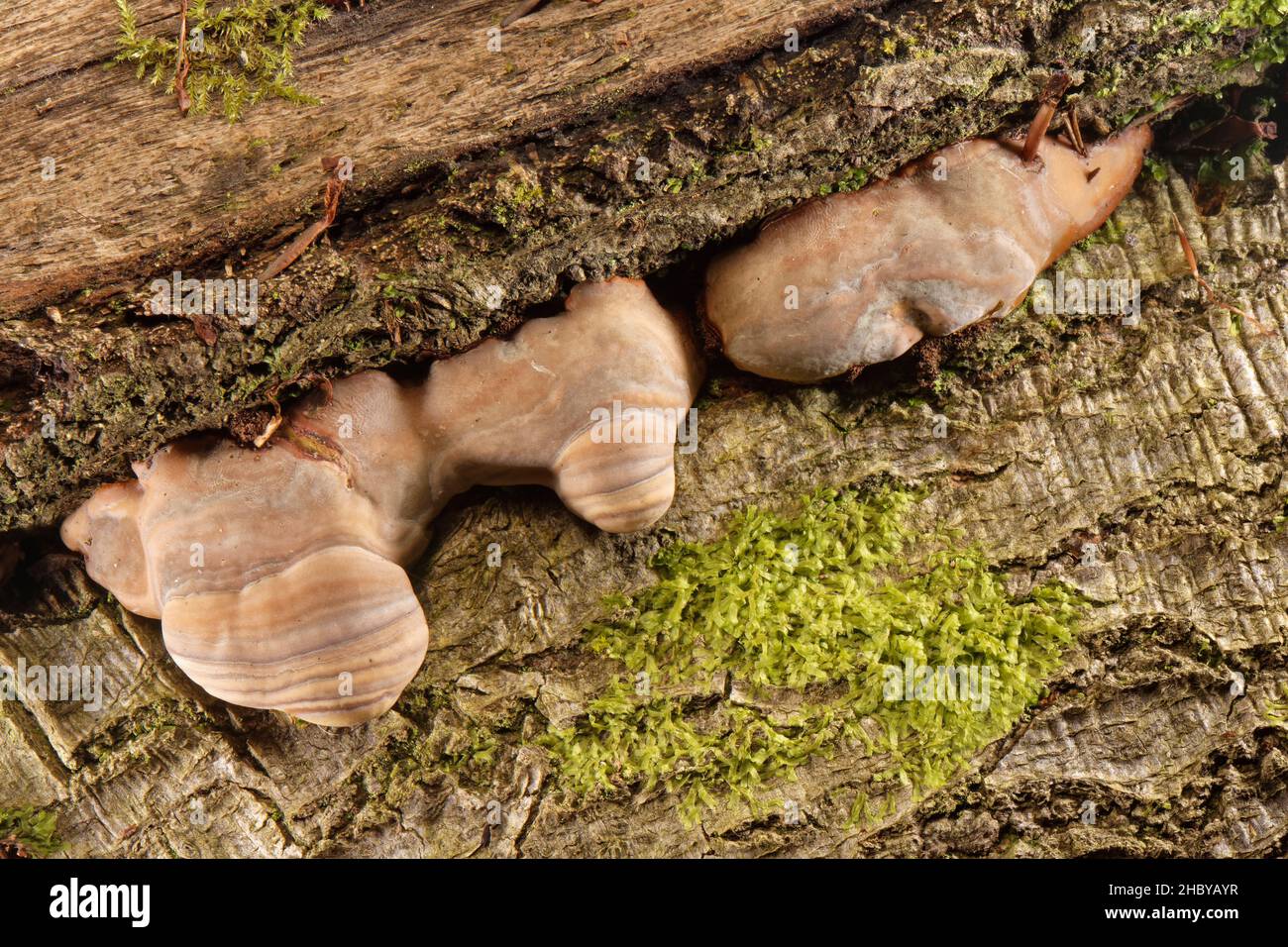 Southern bracket fungus (Ganoderma australe) developing  fruiting bodies on a rotting, fallen Beech (Fagus sylvatica) trunk in woodland, Buckholt wood Stock Photo