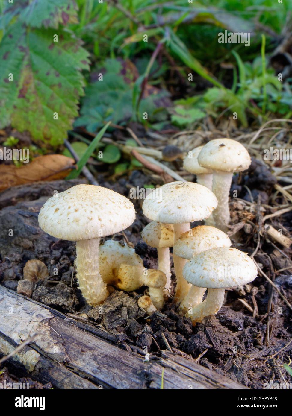 Sticky scalycap (Pholiota gummosa) mushrooms growing from buried stumps in a woodland ride, GWT Lower Woods reserve, Gloucestershire, UK, October. Stock Photo