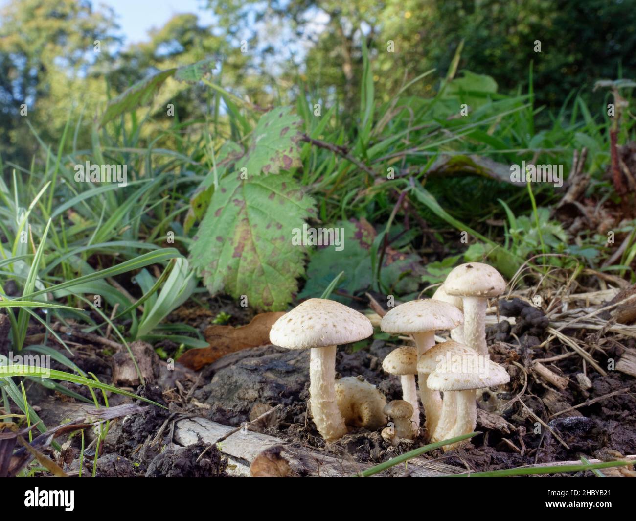 Sticky scalycap (Pholiota gummosa) mushrooms growing from buried stumps in a woodland ride, GWT Lower Woods reserve, Gloucestershire, UK, October. Stock Photo
