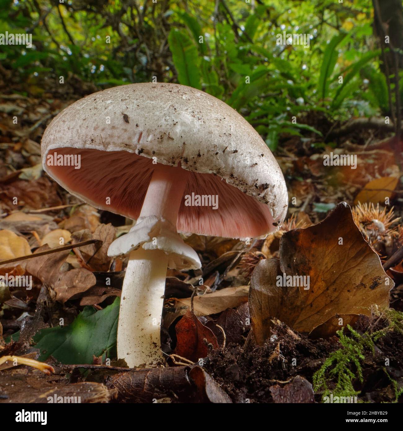 Wood mushroom (Agaricus cf. impudicus) growing among leaf litter in deciduous woodland, Merthyr Mawr, Wales, UK, October. Stock Photo