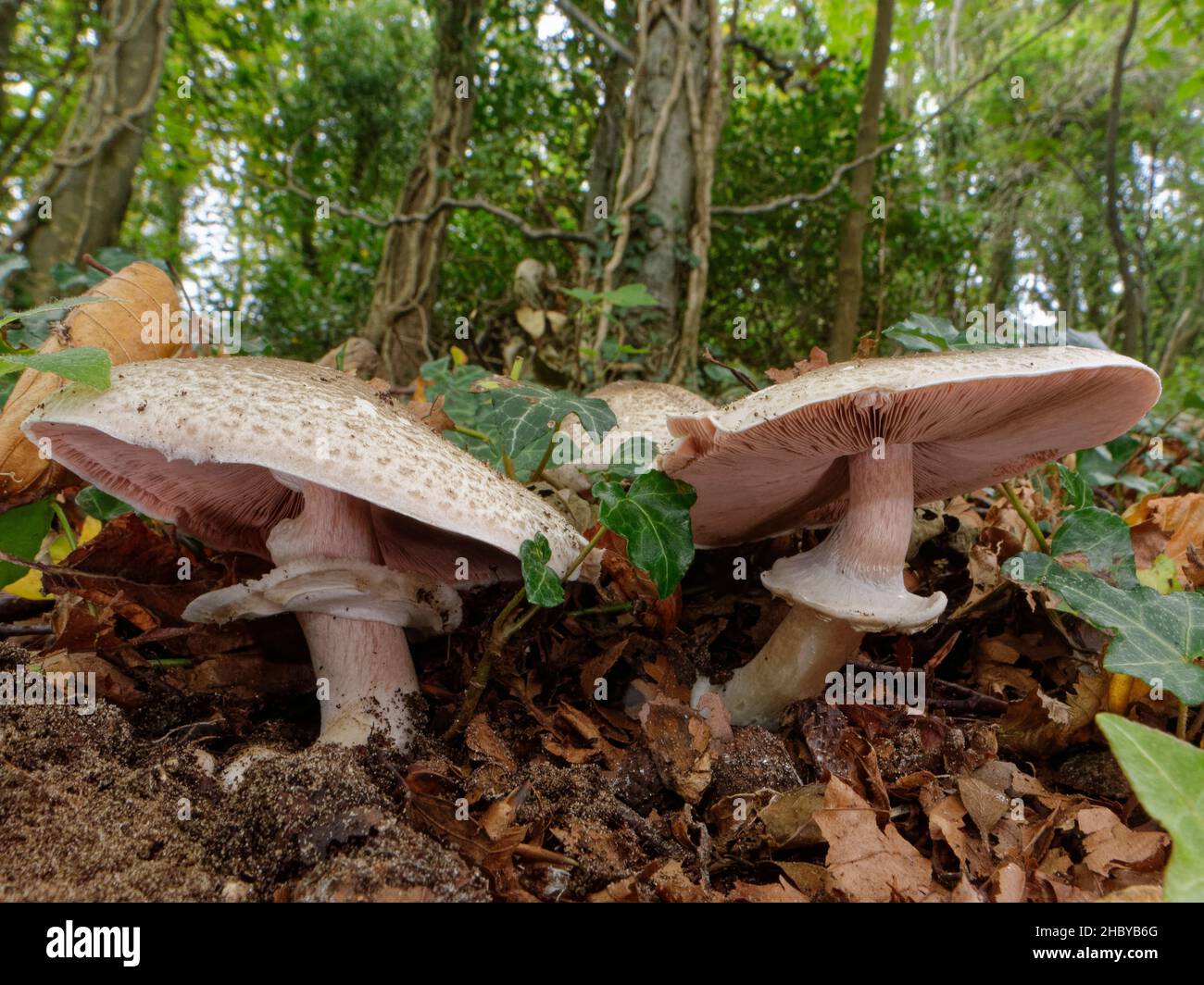 Wood mushroom (Agaricus cf. impudicus) group growing among leaf litter in deciduous woodland, Merthyr Mawr, Wales, UK, October. Stock Photo