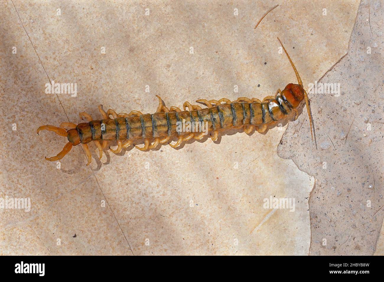 Megarian banded centipede (Scolopendra cingulata), Andalusia, Spain Stock Photo