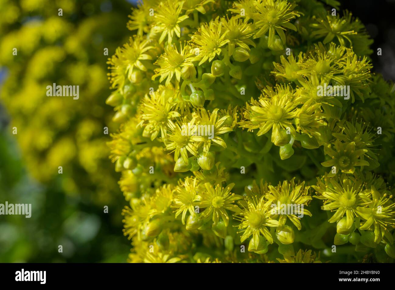 Tree aeonium aeonium arboreum hi-res stock photography and images - Alamy