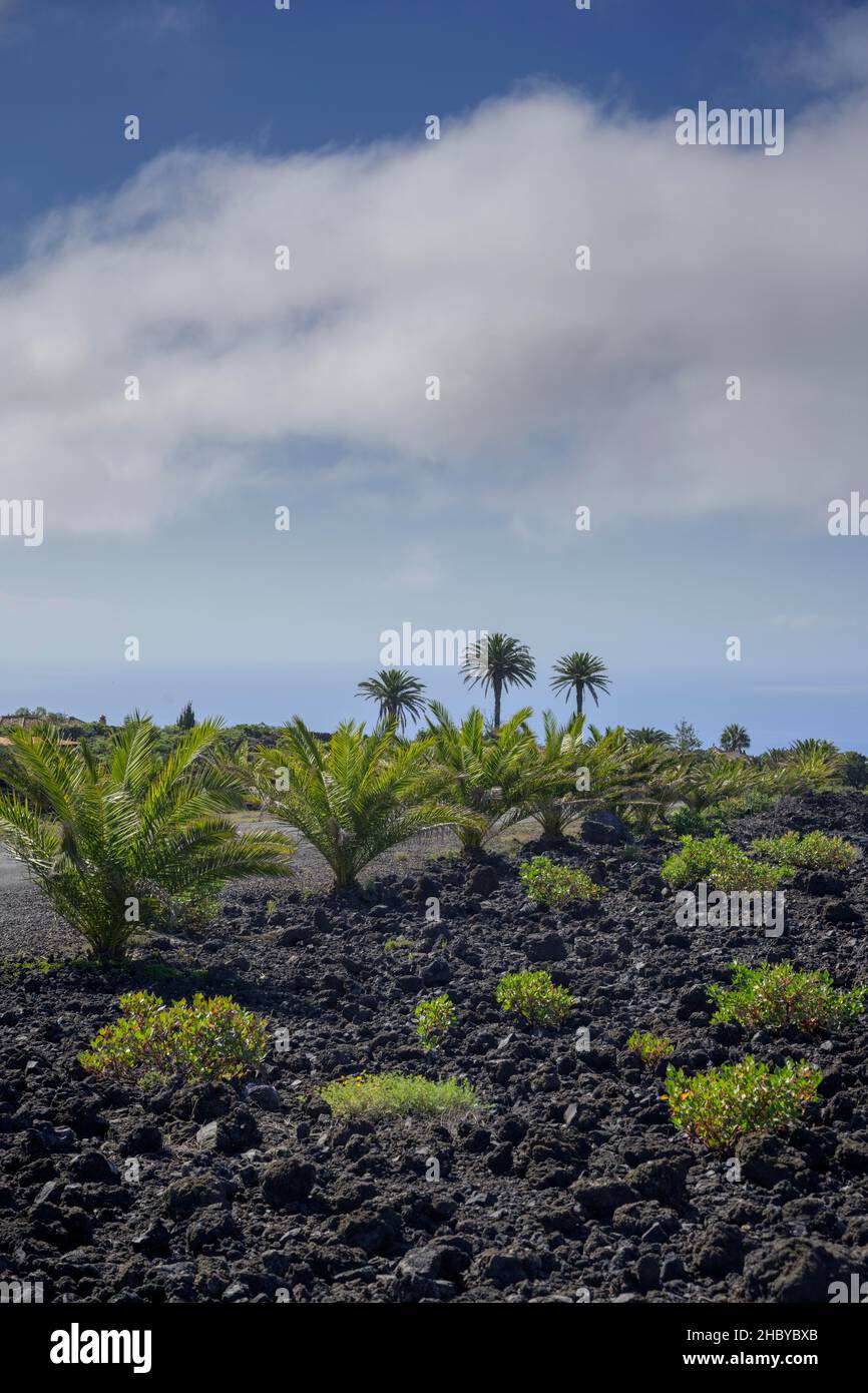 Palm trees at the edge of the lava field of the San Juan volcano in 1949, Las Manchas, La Palma, Spain Stock Photo