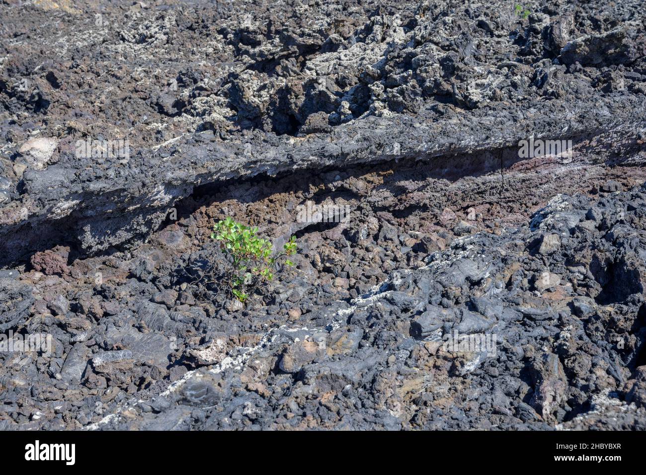 Green bush in the lava field of the volcano San Juan from 1949 at the Canos de Fuego, Las Manchas, La Palma, Spain Stock Photo