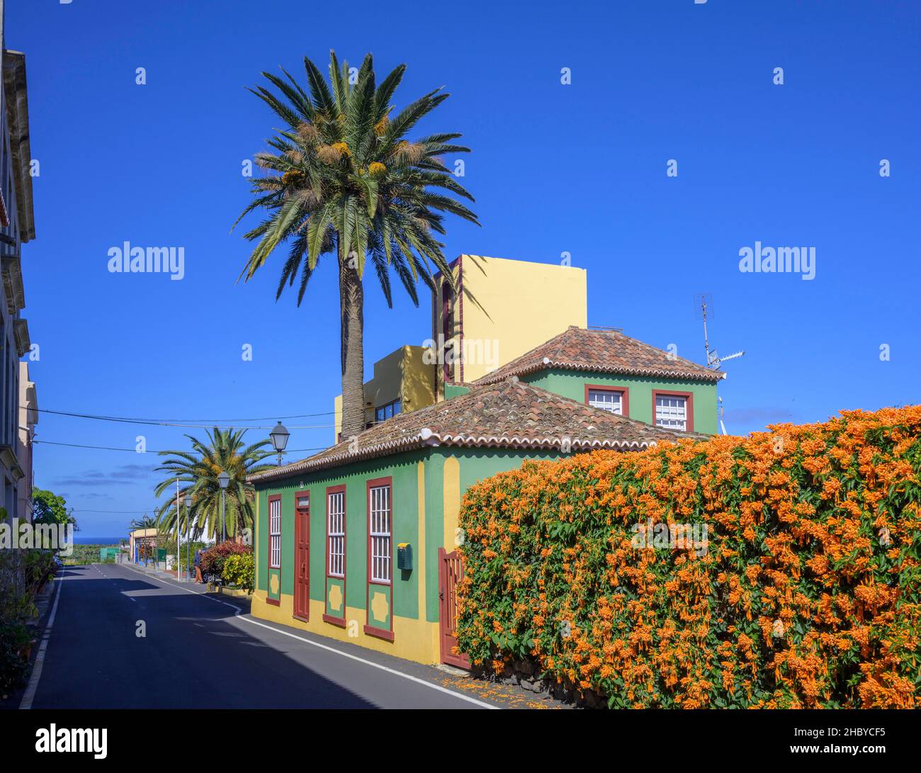 House with palm tree and flame vine or orange trumpet (Pyrostegia venusta), San Andres, San Andres, La Palma, Spain Stock Photo