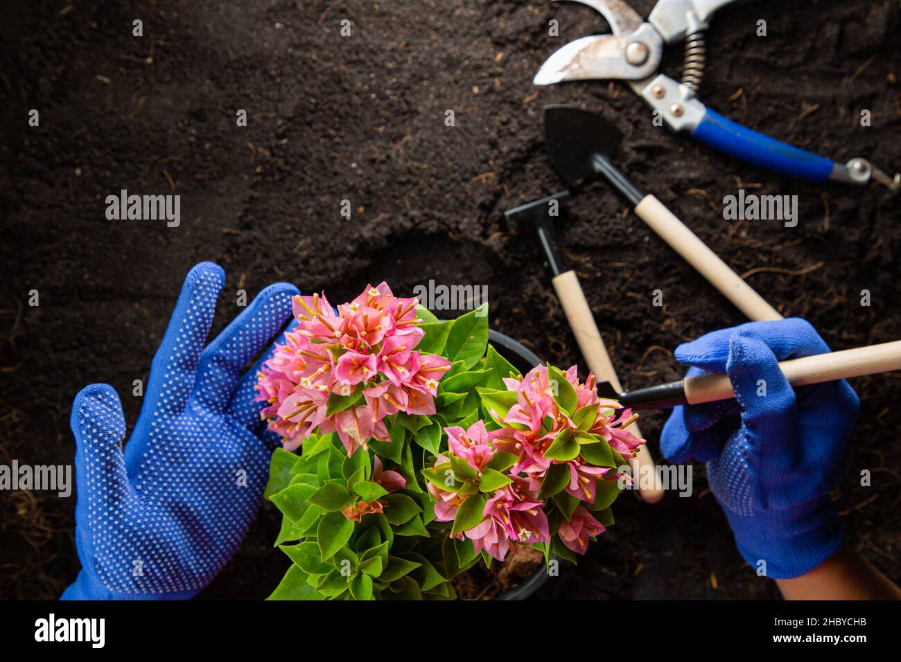 Pink bougainvillea flowers with top view for gardening decoration small tool.Botany hobby at