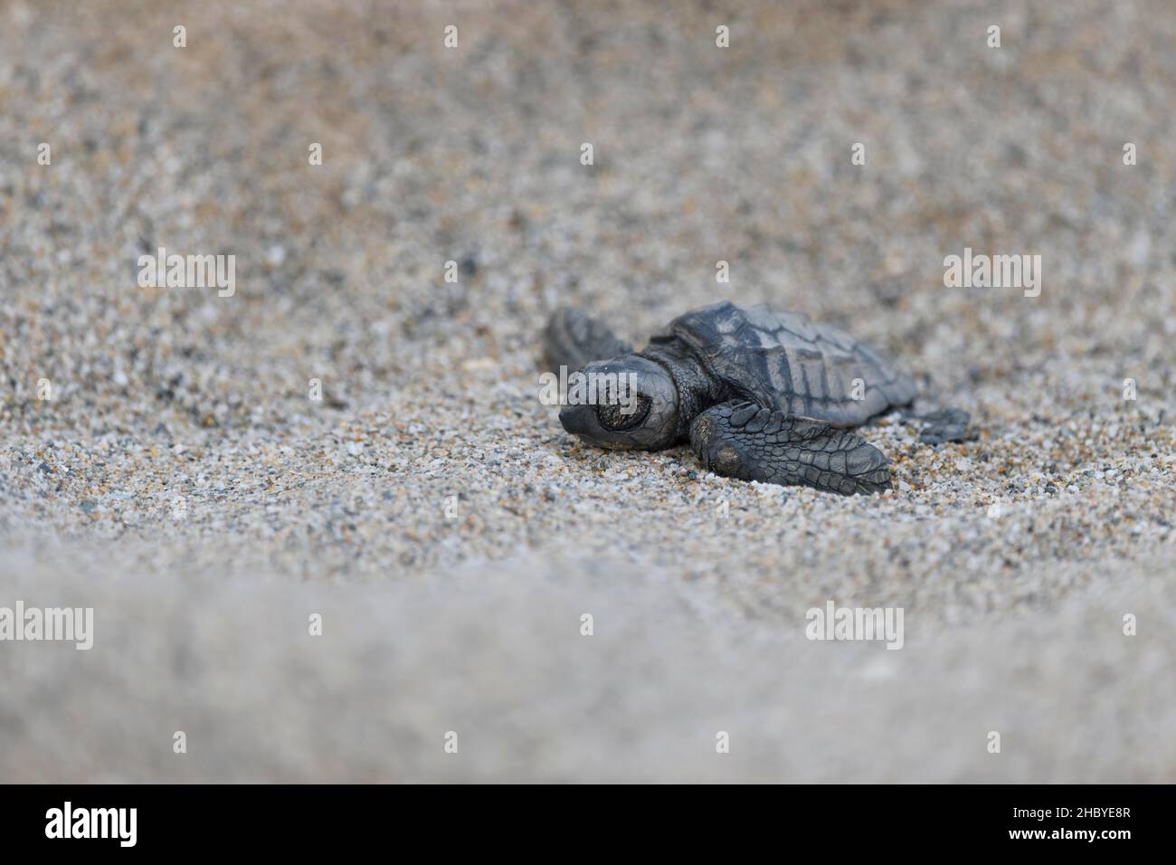 Loggerhead sea turtle (Caretta caretta), hatchling, Crete, Greece Stock ...