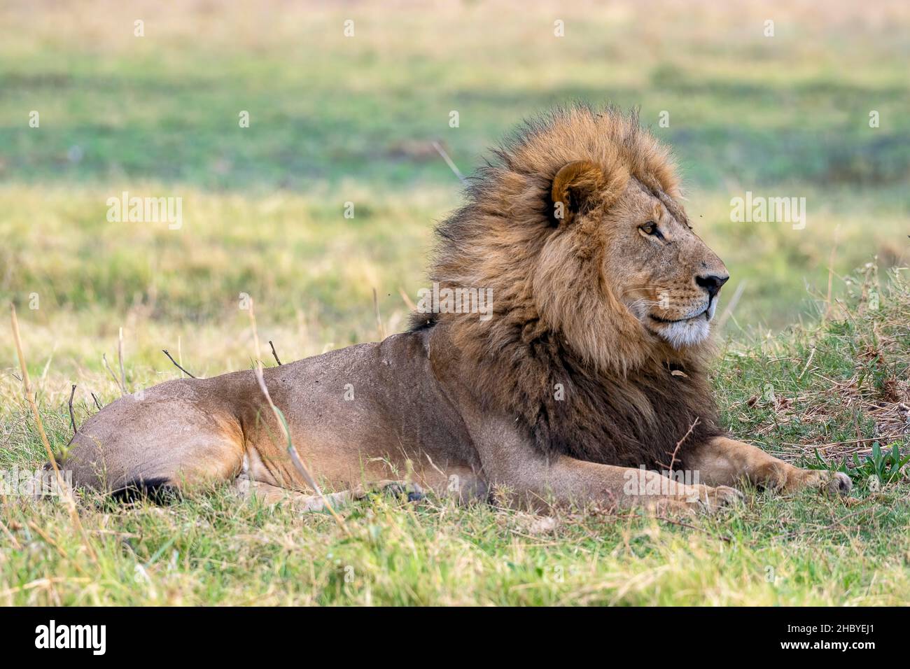 Lion (Panthera leo), male lion with mane, Moremi Game Reserve West ...