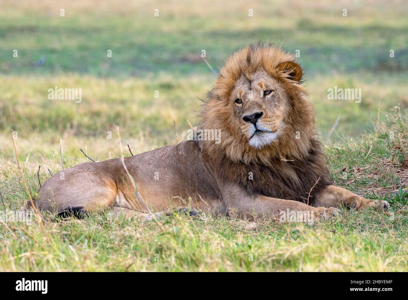 Lion (Panthera leo), male lion with mane, Moremi Game Reserve West ...
