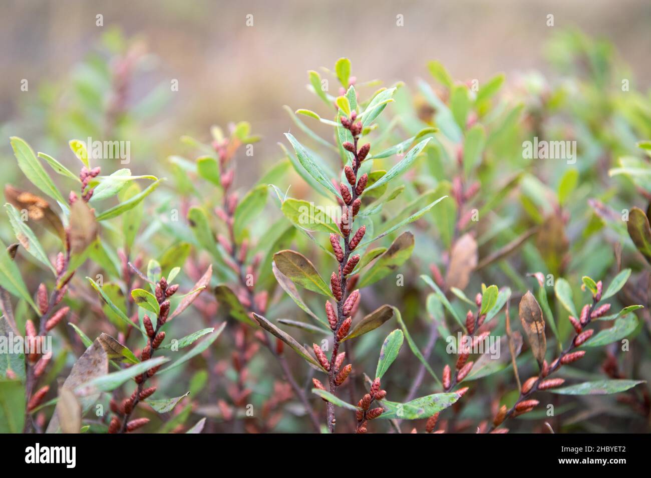 Bog Myrtle (Myrica gale), shoots with buds for the following year, Stapeler Moor, Lower Saxony, Germany Stock Photo