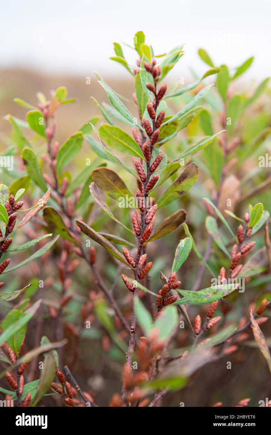 Close-up of Bog Myrtle (Myrica gale), shoots with buds for the following year, Stapeler Moor, Lower Saxony, Germany Stock Photo