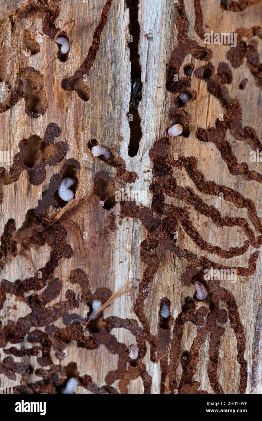 European spruce bark beetle (Ips typographus), beetles in the larval